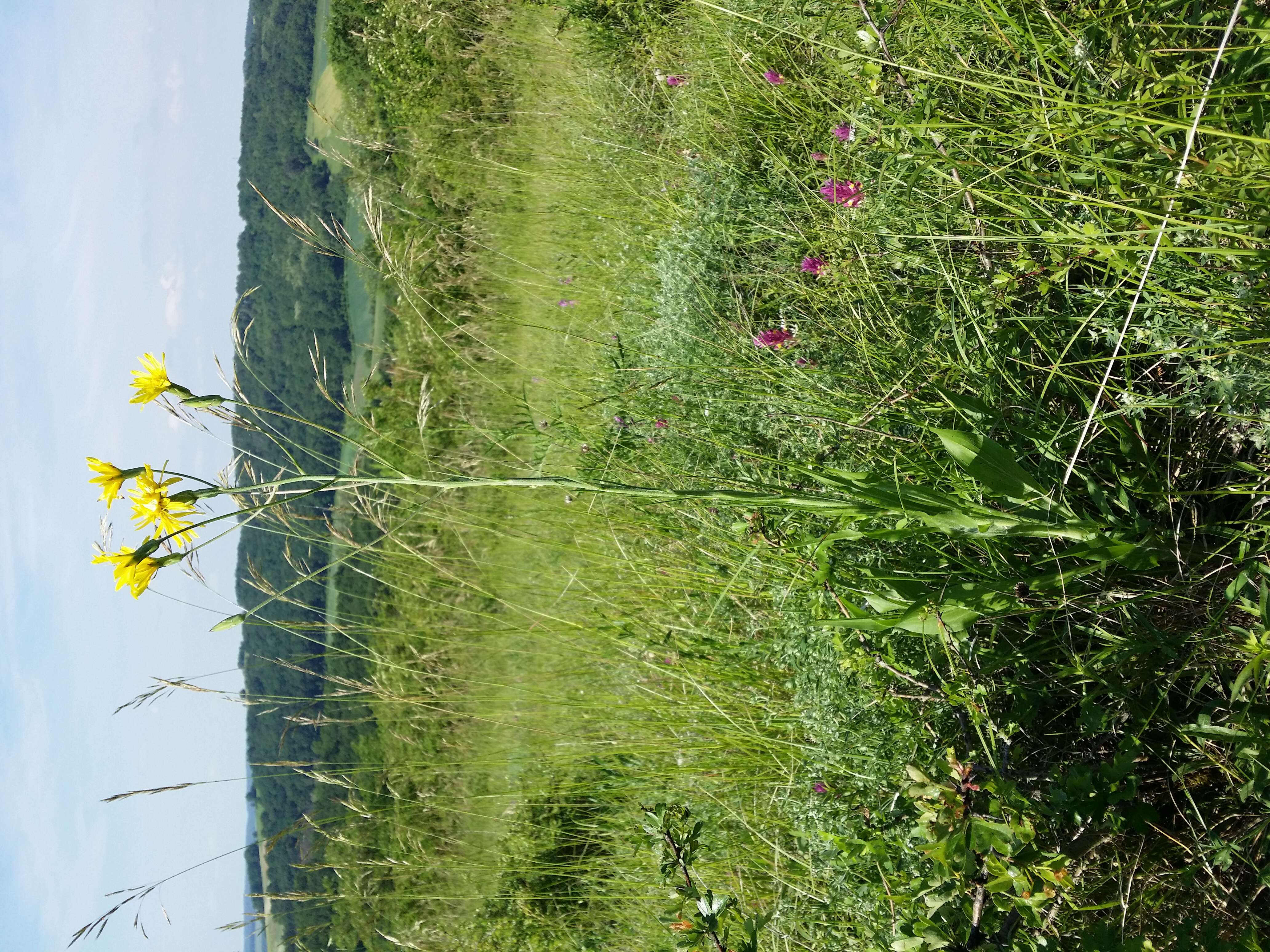 Image of black salsify