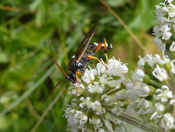 Sivun Ichneumon sarcitorius Linnaeus 1758 kuva