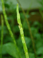 Image of Stachytarpheta indica (L.) Vahl