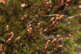 Image of dicranoweisia moss