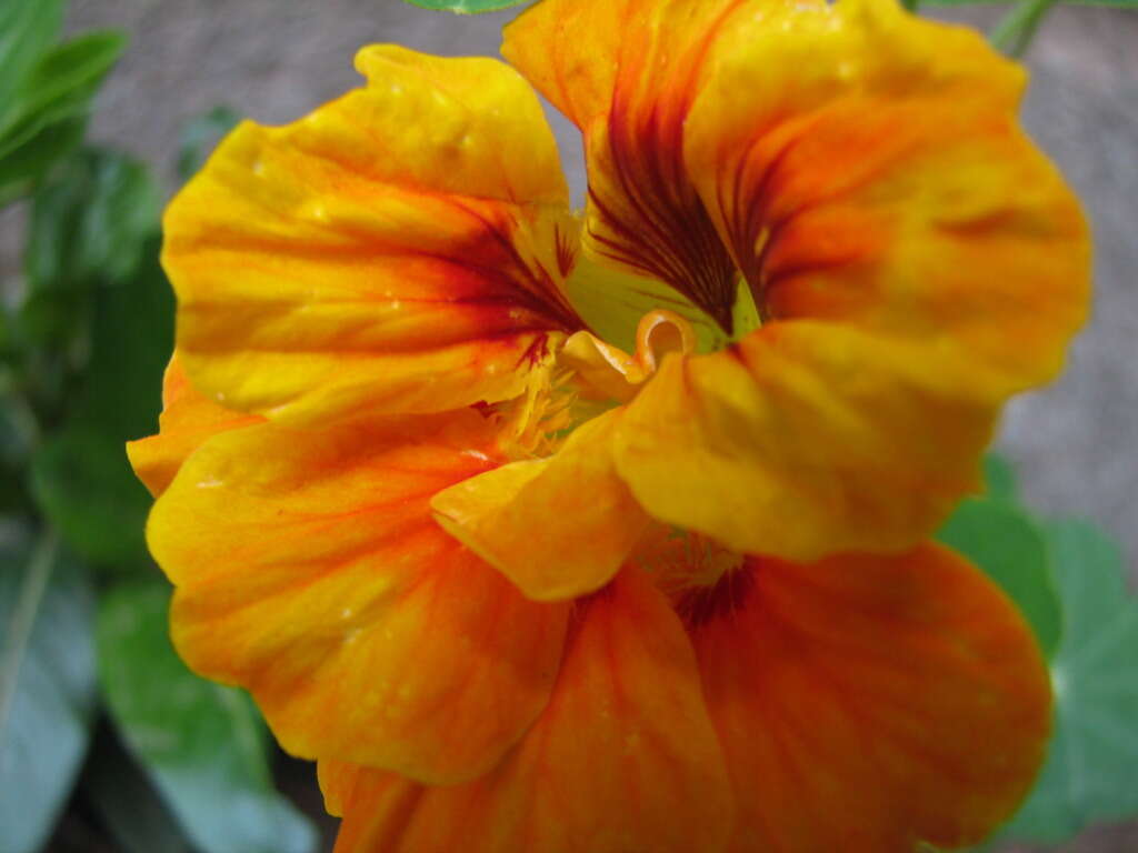 Image of nasturtium