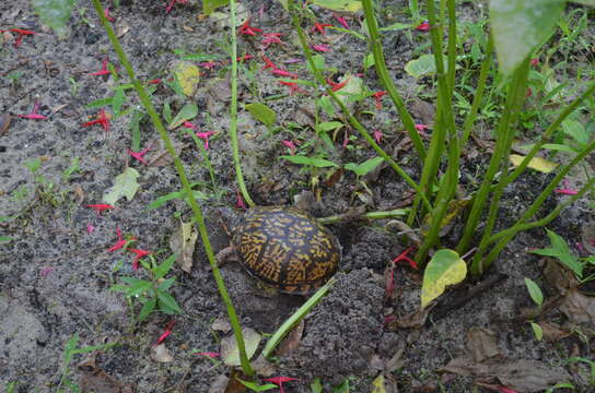 Image of Eastern box turtle