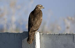 Image of Common Buzzard