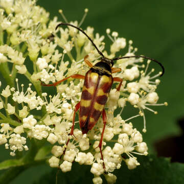 Plancia ëd Typocerus velutinus (Olivier 1795)