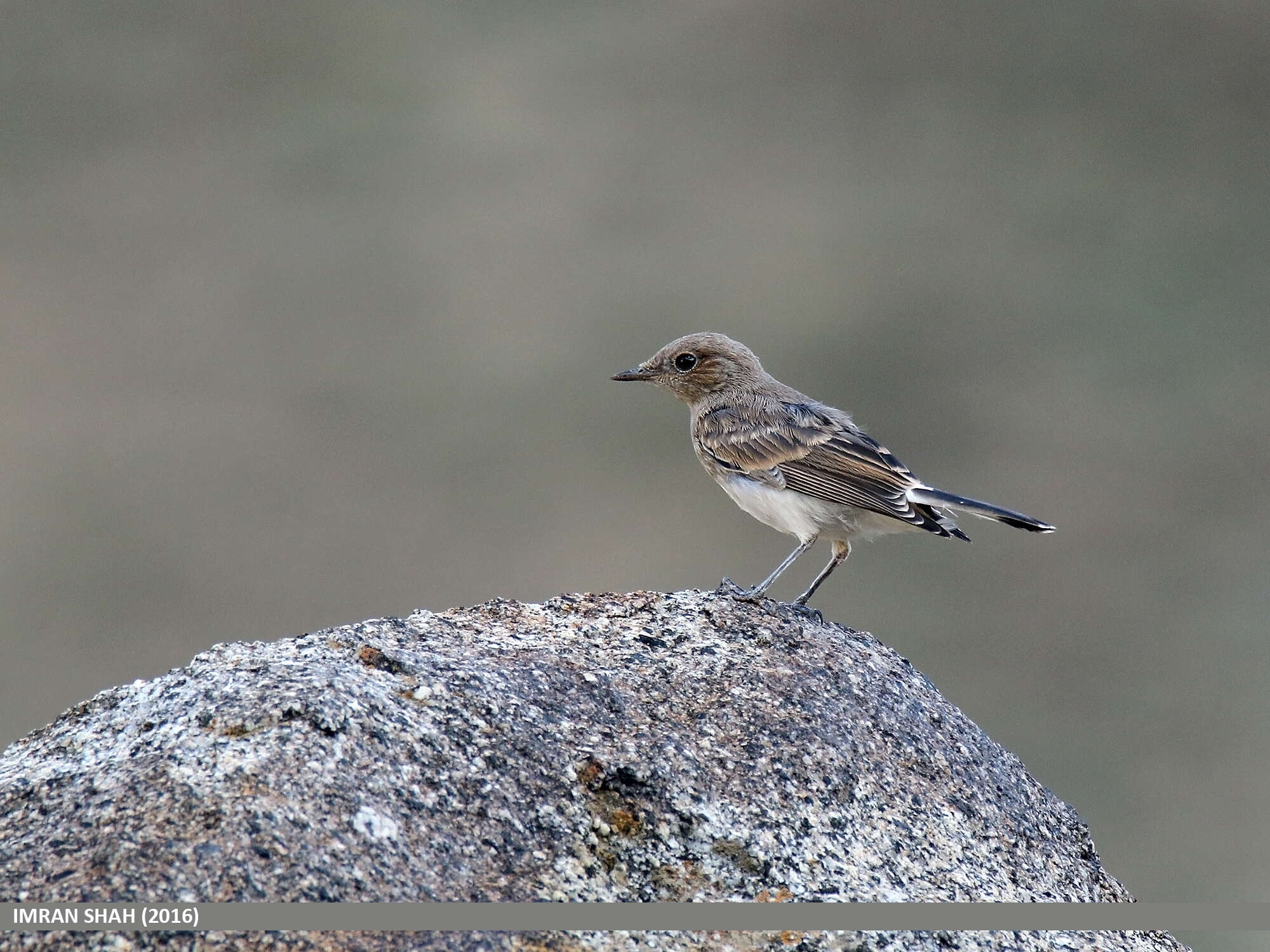 Image of Pied Wheatear