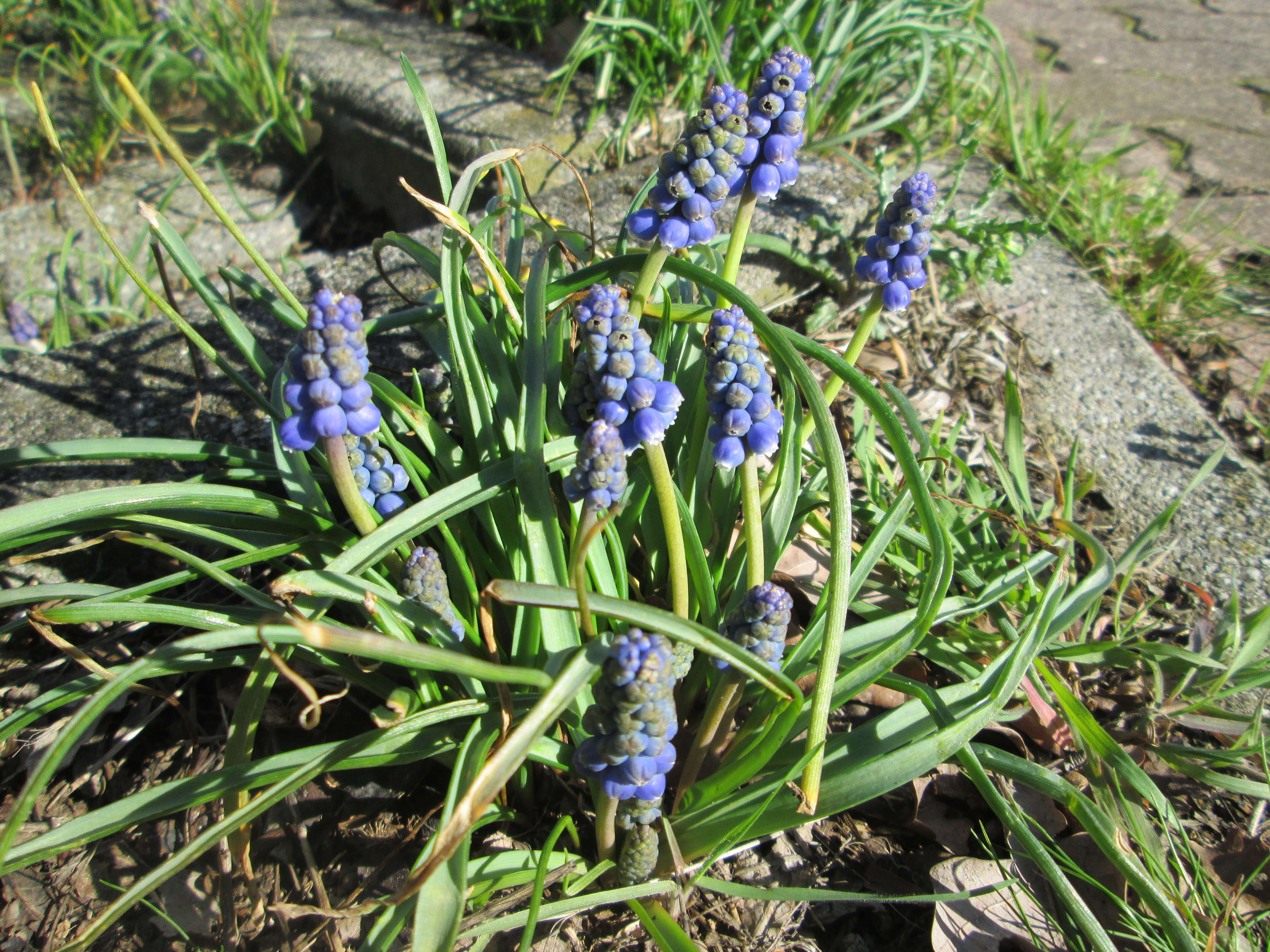 Imagem de Muscari armeniacum H. J. Veitch