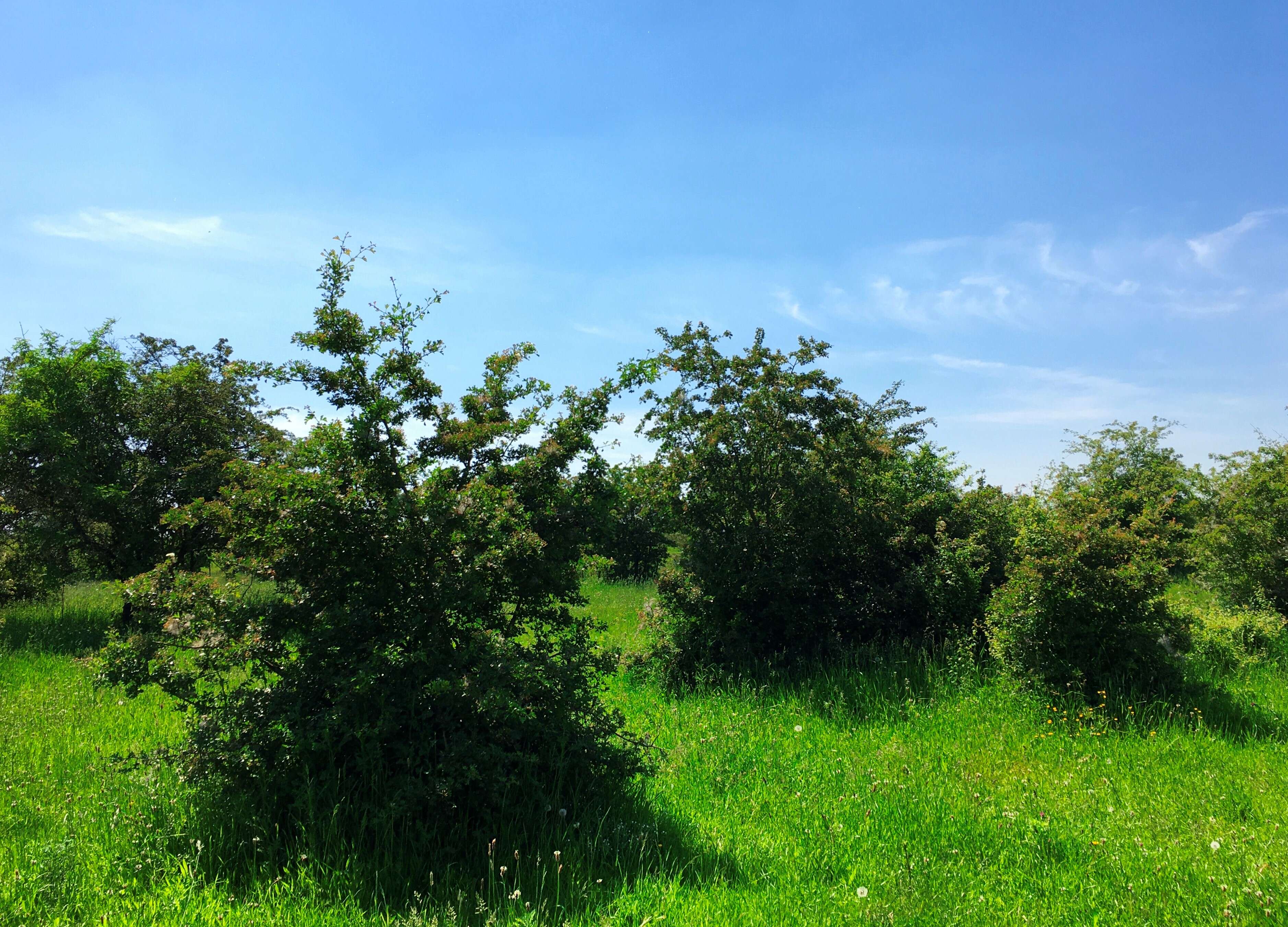 Image of Common Hawthorn