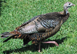 Imagem de Meleagris gallopavo Linnaeus 1758