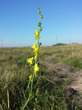 Imagem de Linaria genistifolia (L.) Mill.