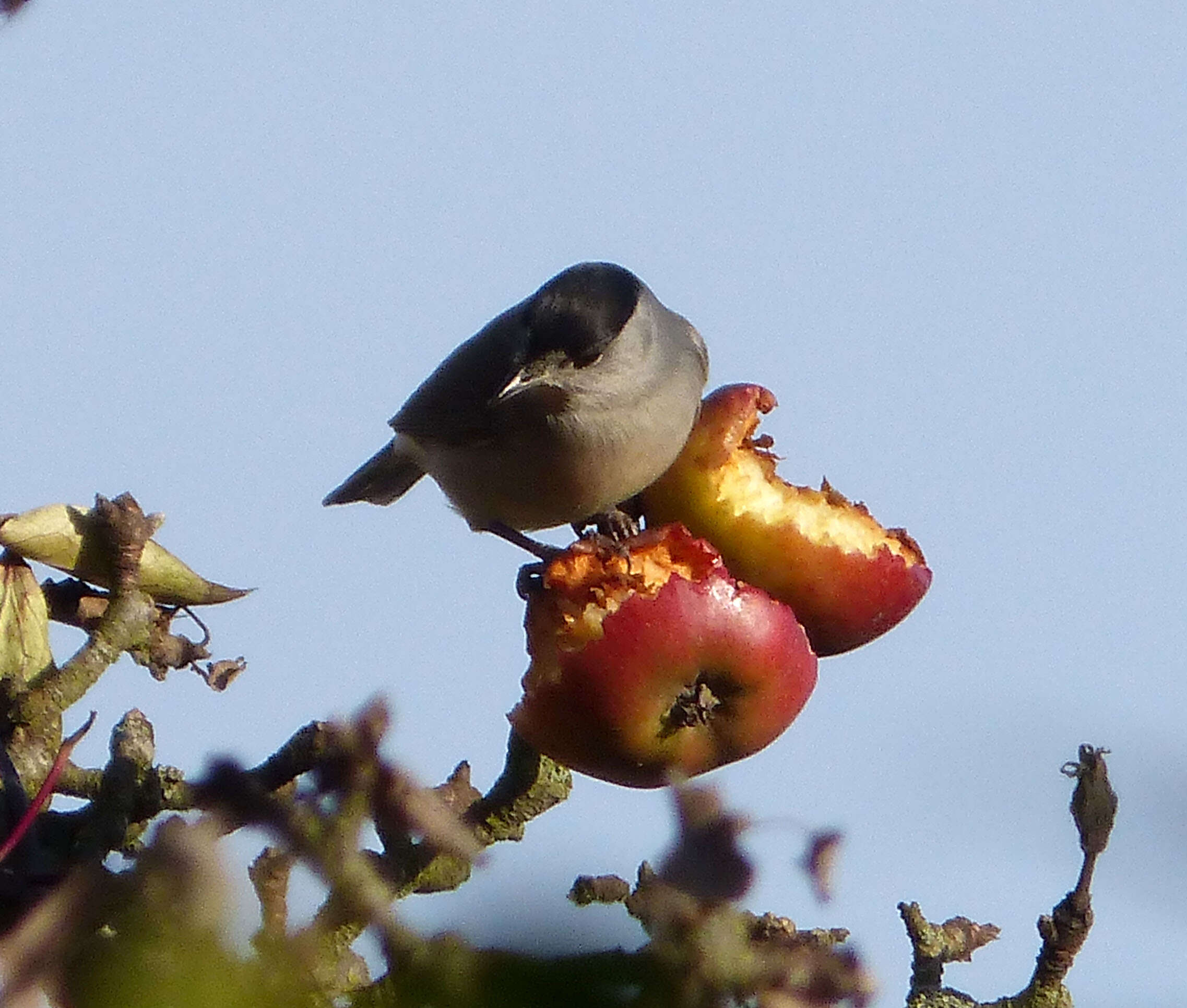 Image of Blackcap