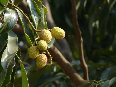 Image of lychee