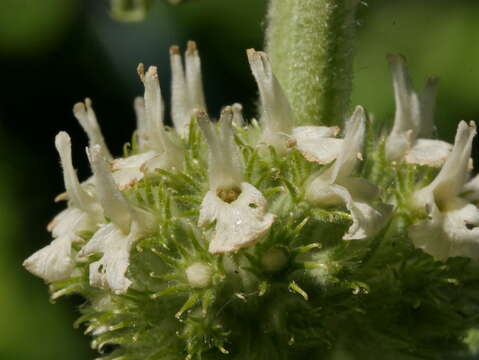 Image of horehound