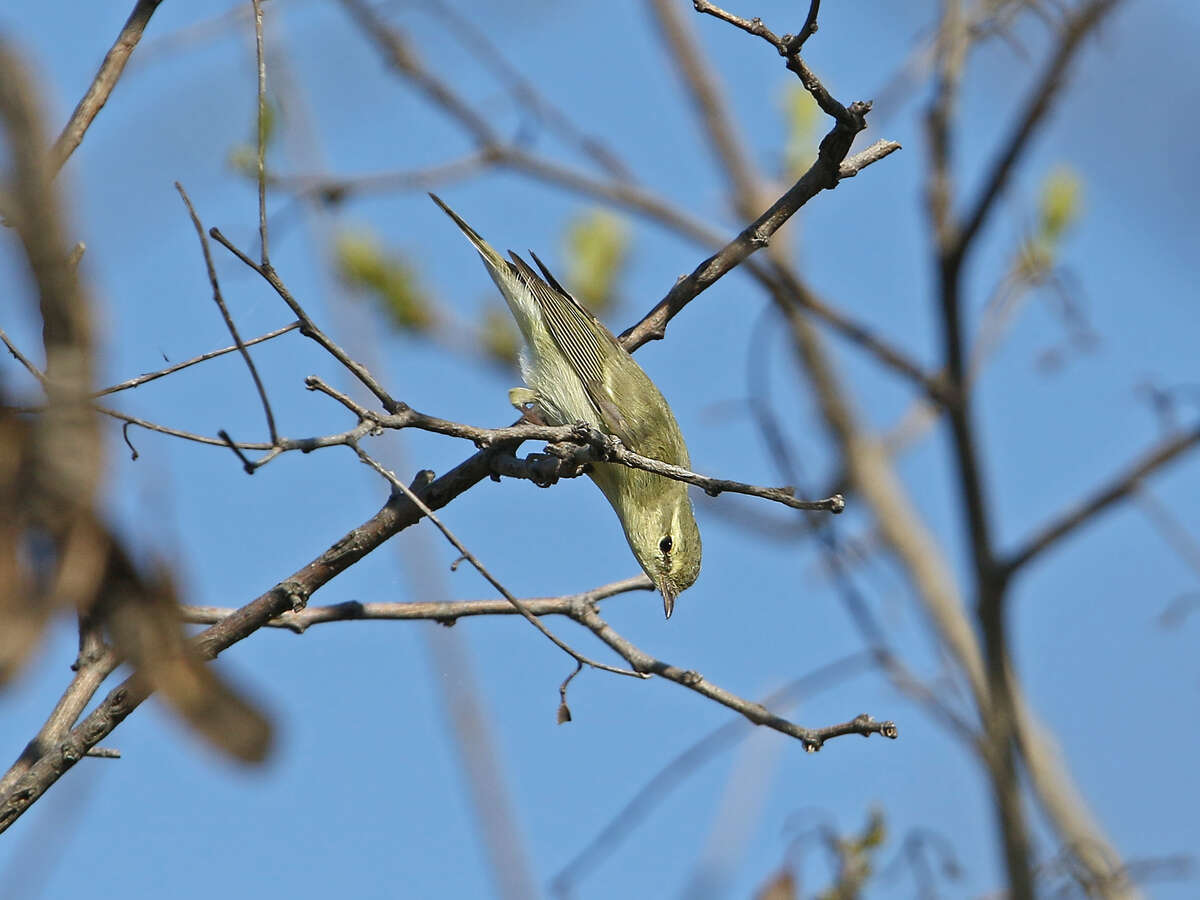 Image of Green Warbler