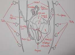 Image de Dugesia golanica Bromley & Benazzi 1991