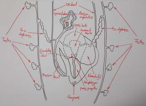 Image de Dugesia golanica Bromley & Benazzi 1991