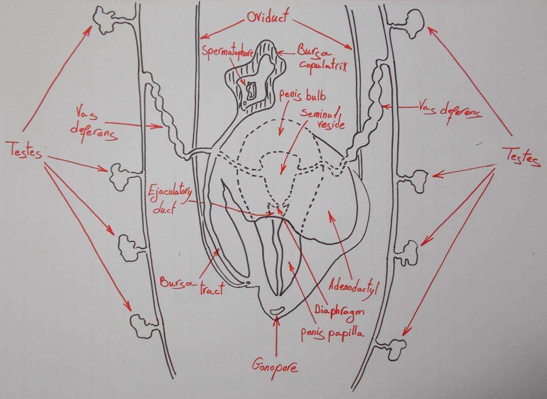 Image of Dugesia golanica Bromley & Benazzi 1991