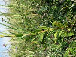 Image of hawkweed