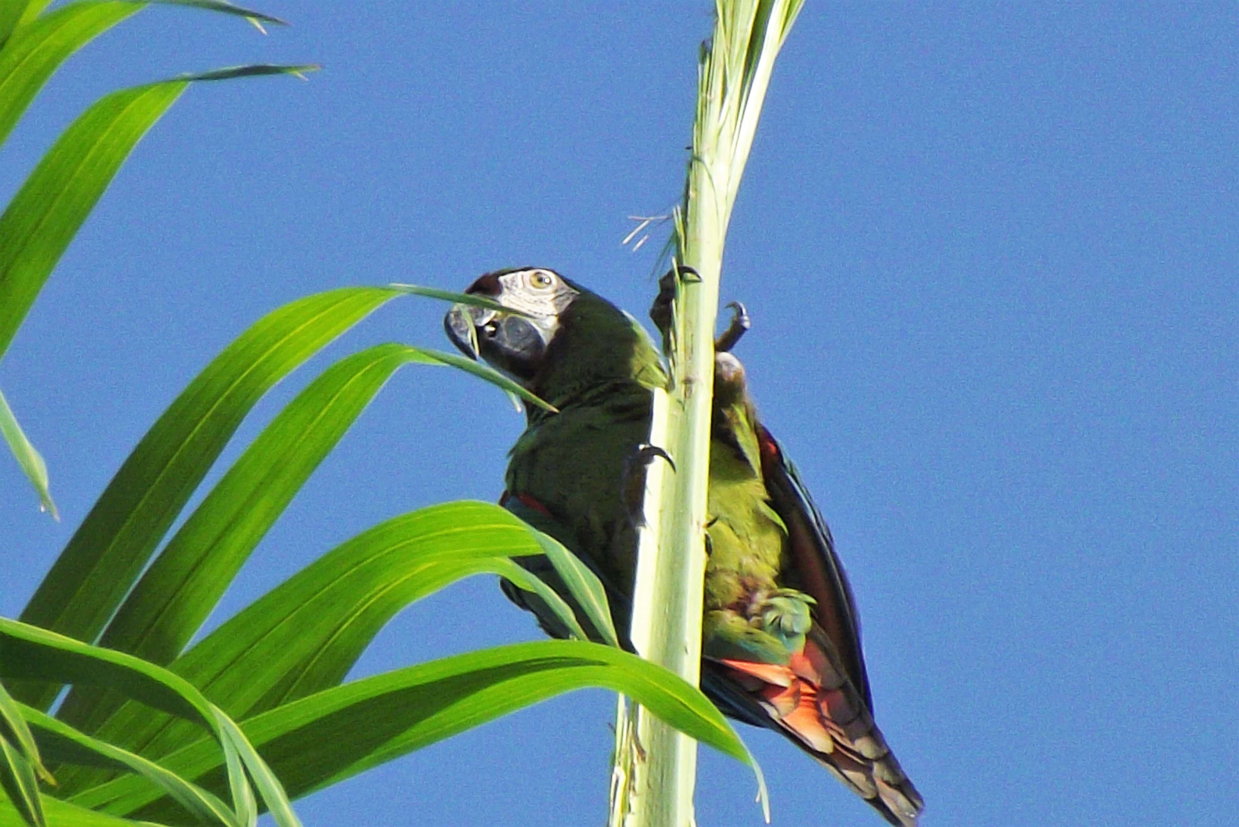 Image of Chestnut-fronted Macaw