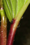 Ipomoea pes-caprae (L.) R. Brown resmi