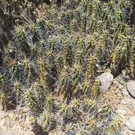 Image of Lady-finger Cactus