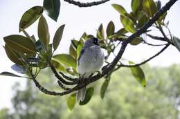 Image of Noisy Miner