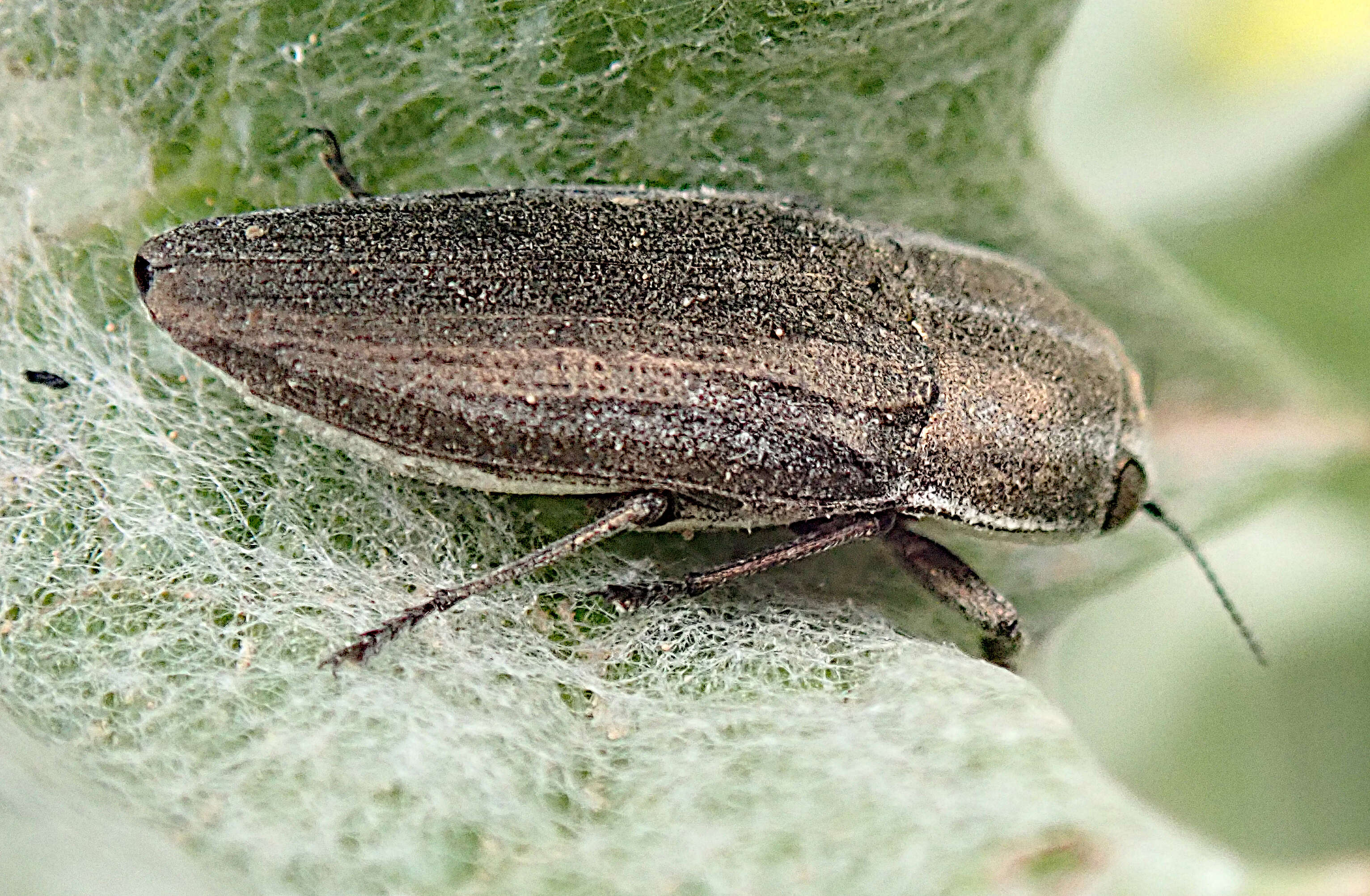 Image of Sphenoptera rauca (Fabricius 1787)