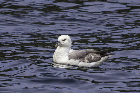 Image of Fulmar