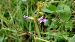 Imagem de Calopogonium mucunoides Desv.