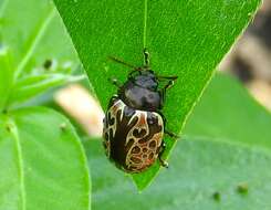 Image of Calligrapha