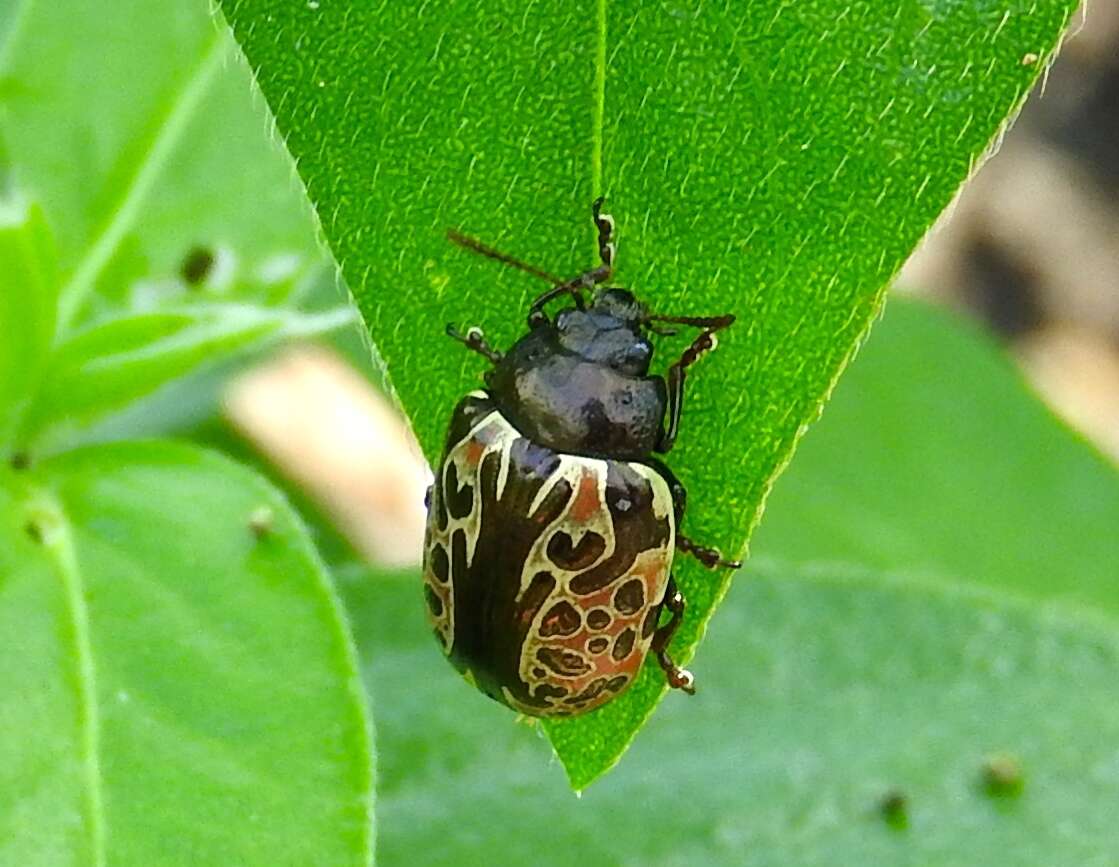 Image of Calligrapha