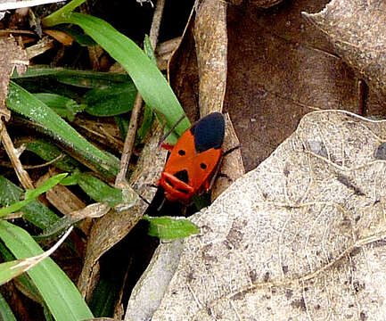 Image of Probergrothius Sexpunctatus