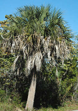 Image of Cabbage Palm