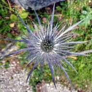 Eryngium alpinum L. resmi