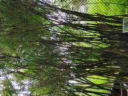 Image of hedge bamboo