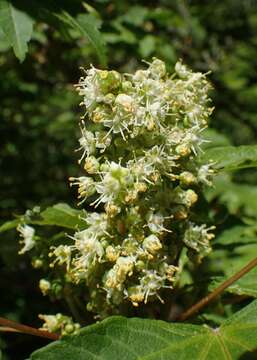 Plancia ëd Acer erianthum Schwerin