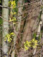 Image of Norway Maple