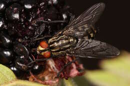 صورة Sarcophaga carnaria (Linnaeus 1758)