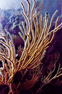 Image of yellow gorgonian