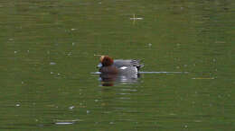 Image of Eurasian Wigeon