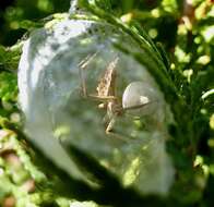 Image of Nursery-web spider