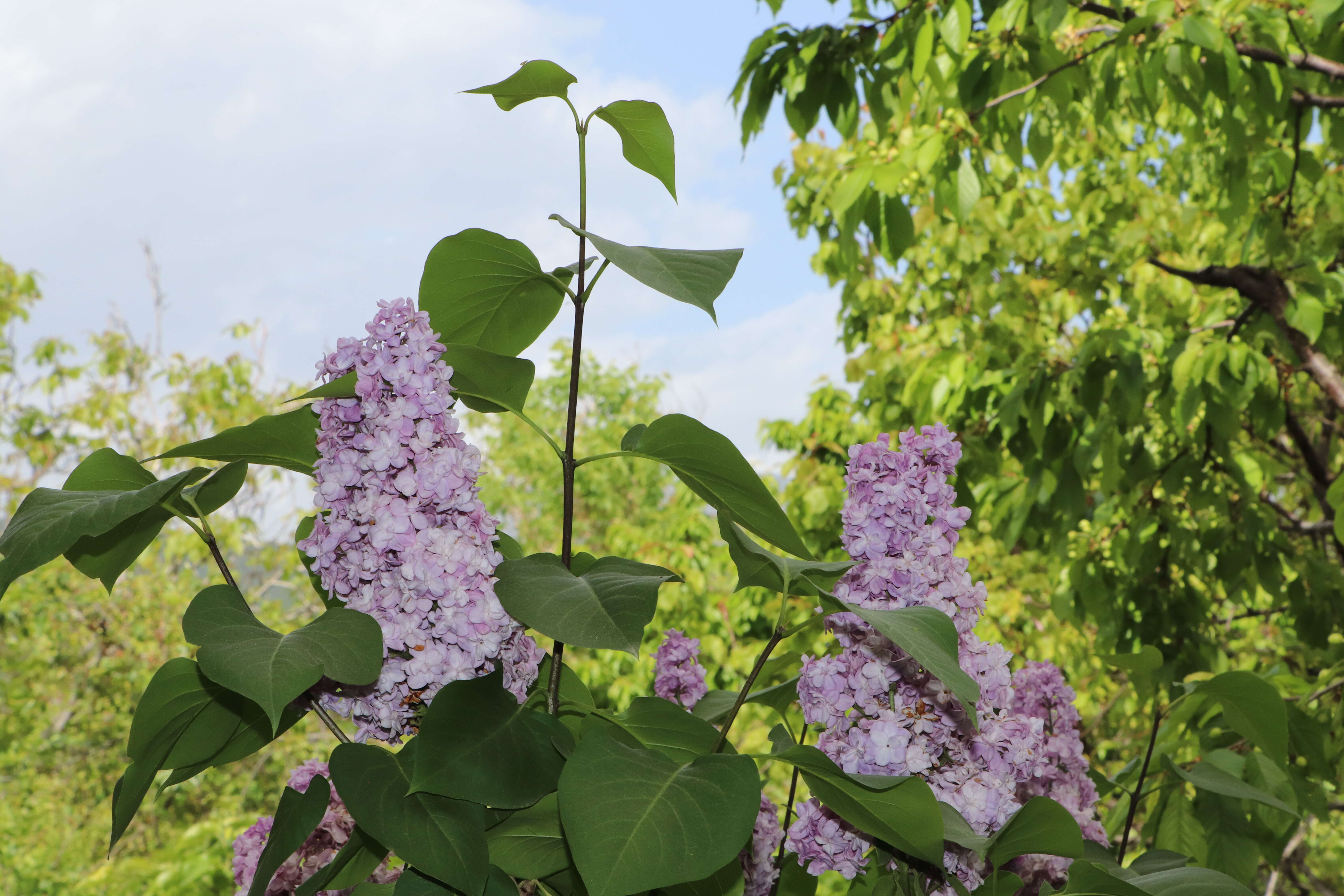 Image of Common Lilac