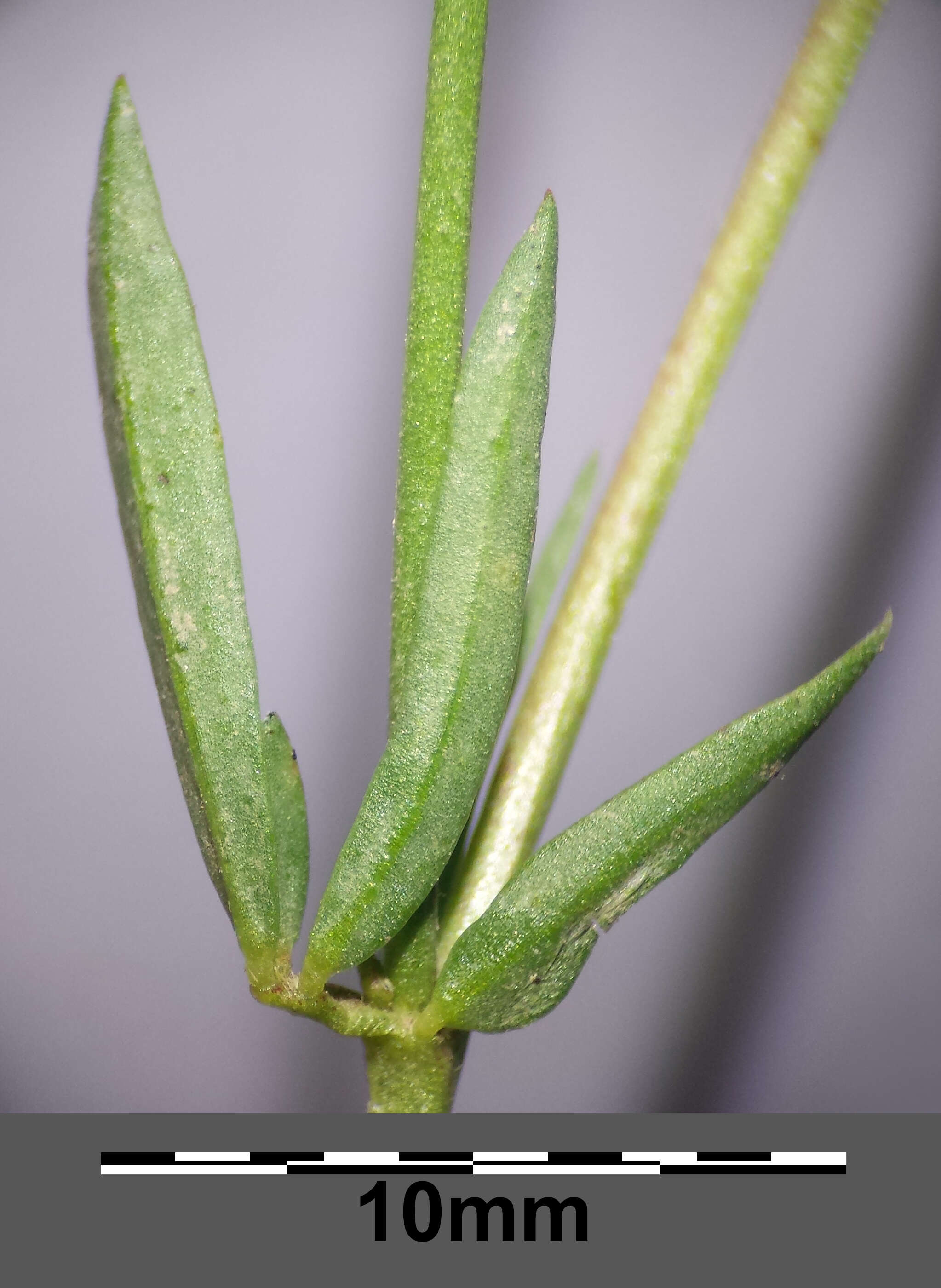 Image of Narrow-leaved Bird's-foot-trefoil