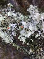 Image of Cladonia macilenta