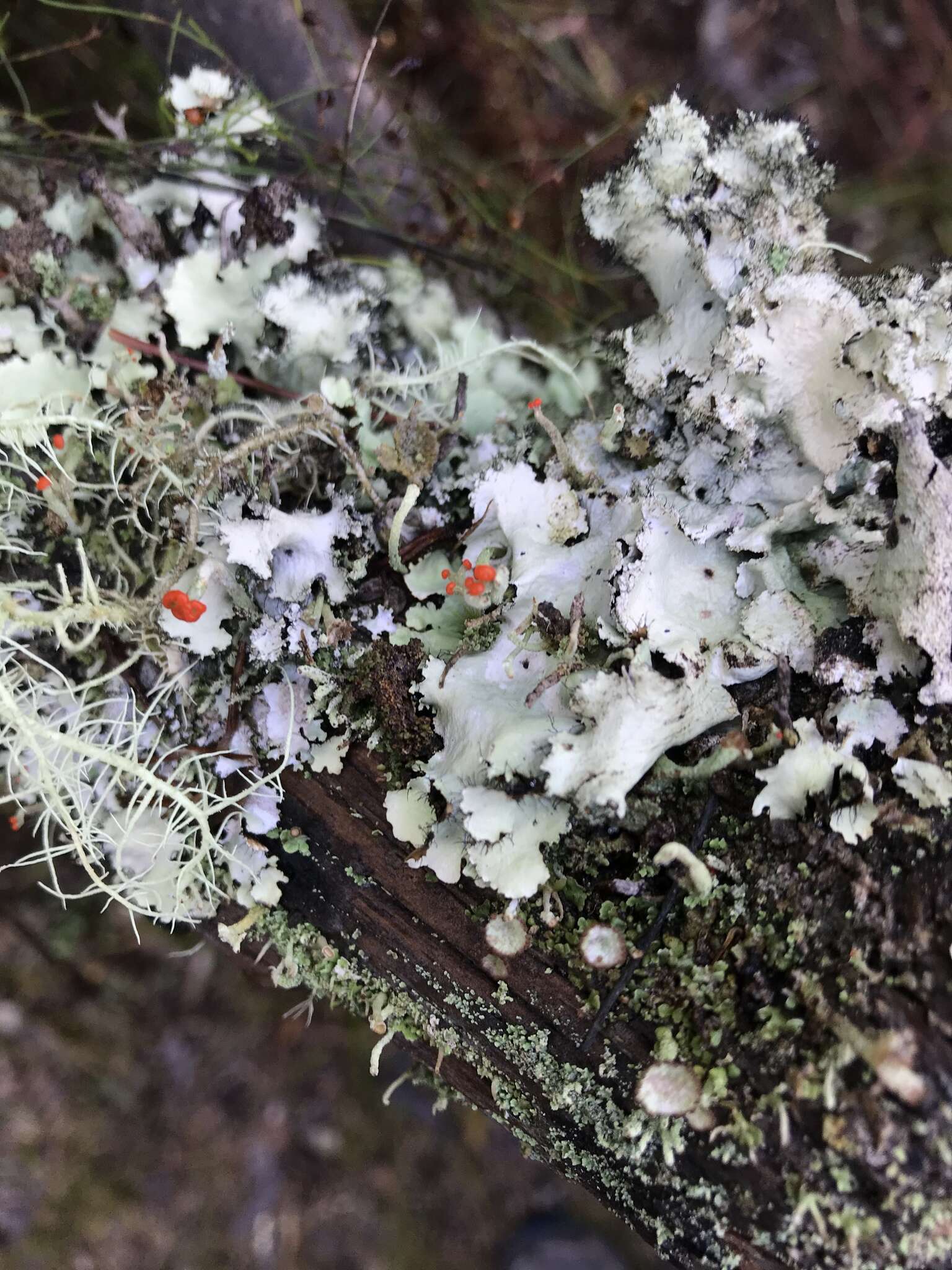 Image of Cladonia macilenta