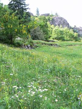 Image of Alpine Laburnum