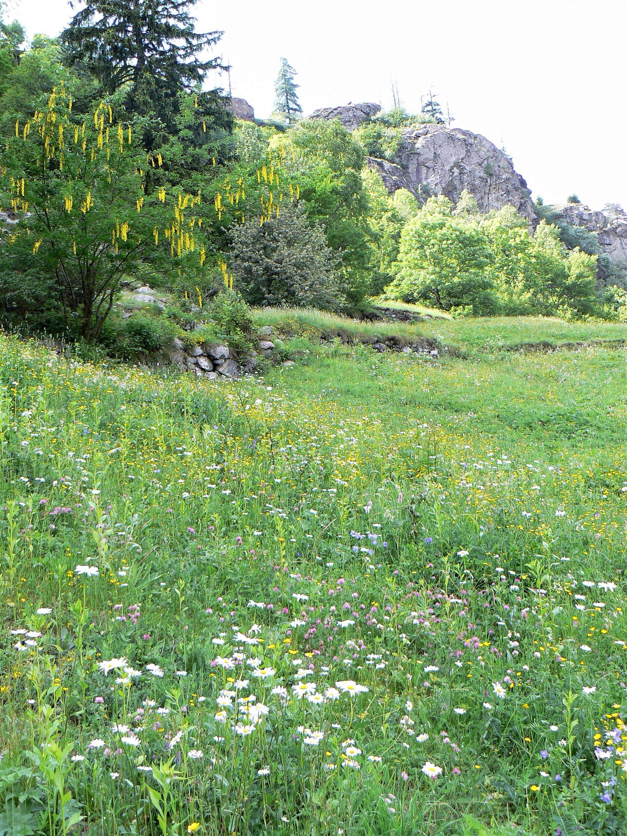 Image of Alpine Laburnum