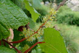 Image of Amur grape