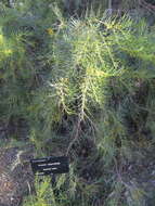 Image of broom wattle