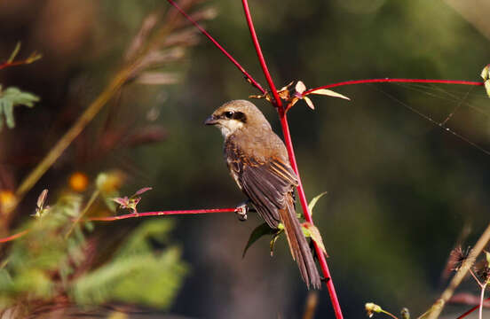 Image of Brown Shrike