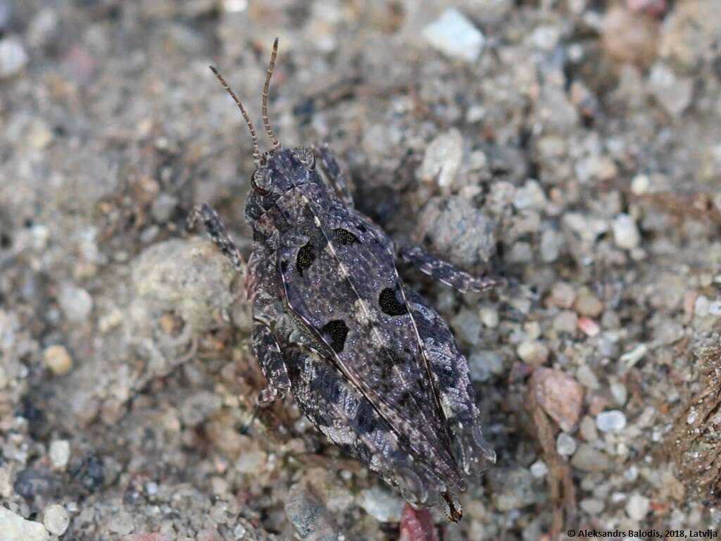 Tetrix tenuicornis (Sahlberg 1891)的圖片